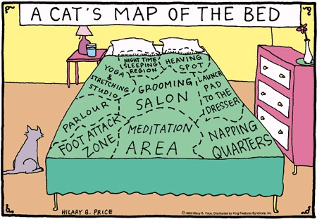 mapa de gato