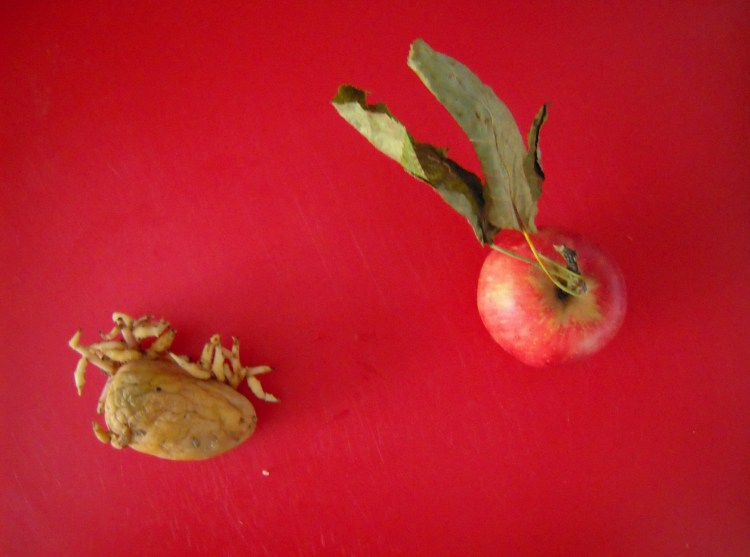 velenosa pataca con fillos e mazá