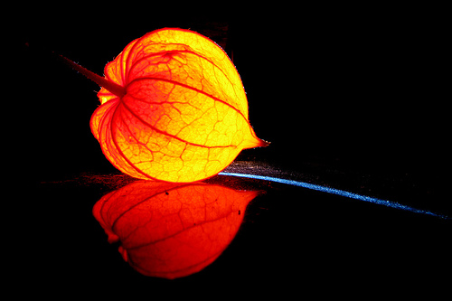 Natural Lampion, by Thomas Reichart