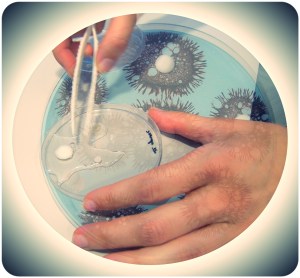 Hidratando o material híbrido para cartilaxes