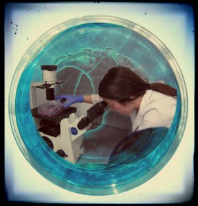 Condrocitos ao microscopio