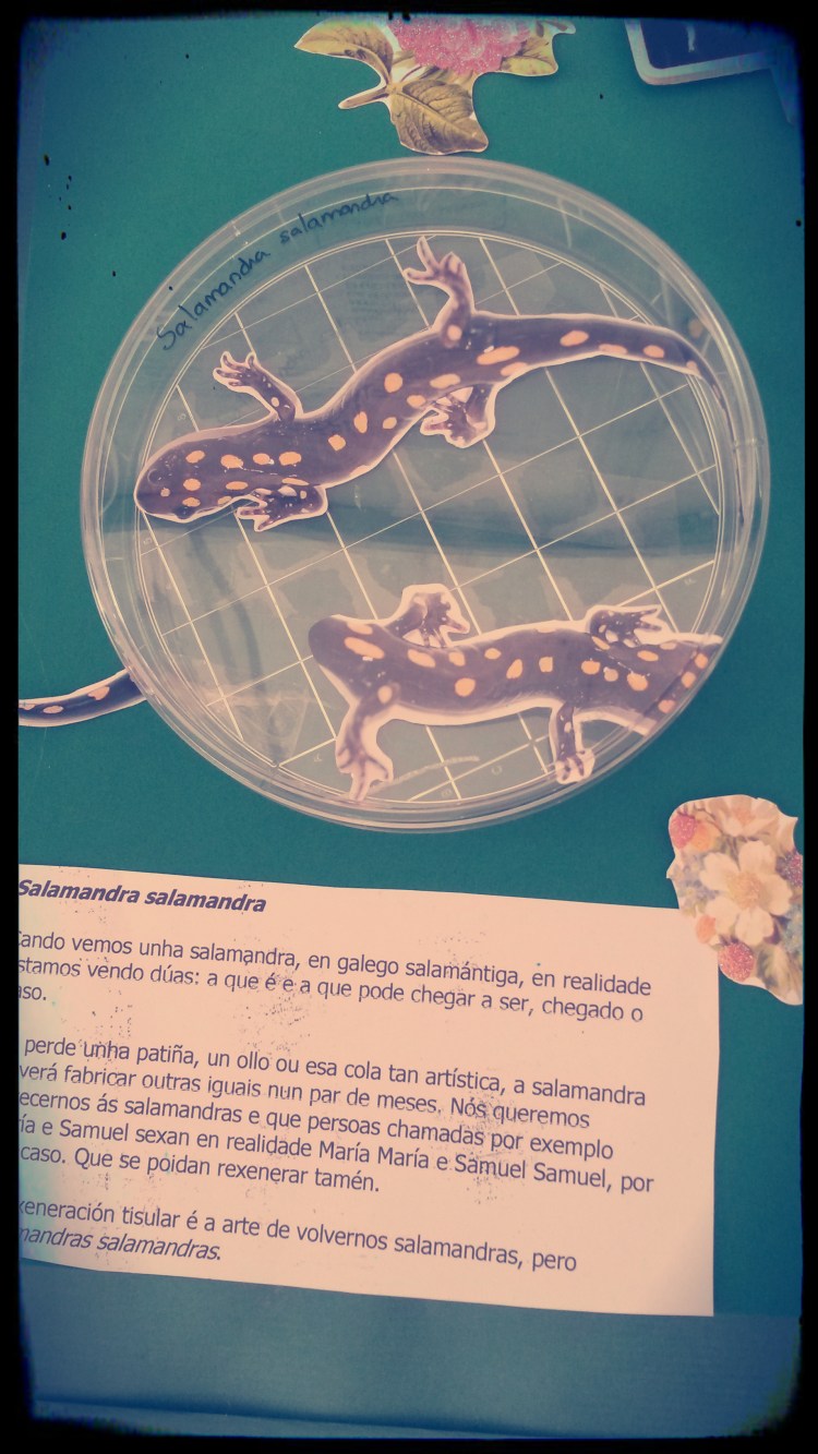 Salamandra salamandra